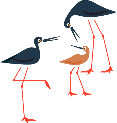 Birds